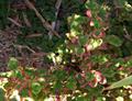 Houttuynia cordata